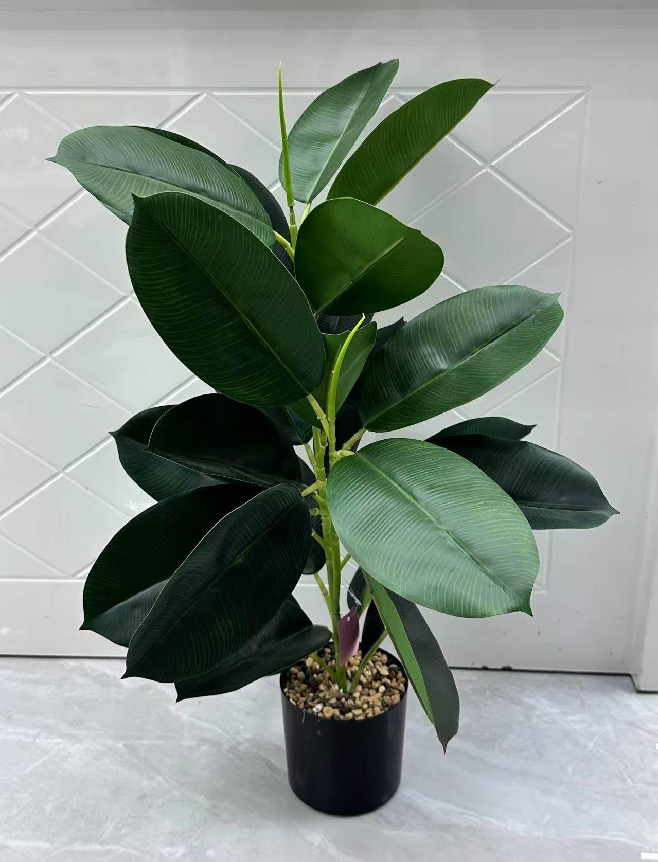 Bonsai (11)